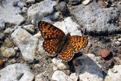 img-hayvanlar-22