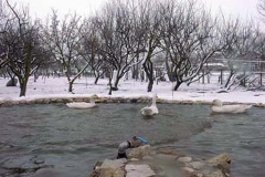 img-hayvanlar-86